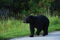 Young Wild Black Bear Royalty Free Stock Photo