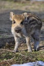 Young wild boar Royalty Free Stock Photo