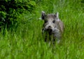 Young wild boar