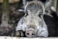 Young wild boar Royalty Free Stock Photo