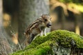 Young wild boar Royalty Free Stock Photo