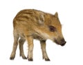 Young wild boar Royalty Free Stock Photo