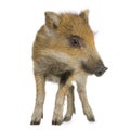 Young wild boar ( 7 weeks )