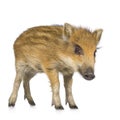 Young wild boar ( 7 weeks ) Royalty Free Stock Photo