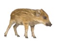 Young wild boar ( 7 weeks ) Royalty Free Stock Photo