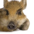 Young wild boar ( 7 weeks ) Royalty Free Stock Photo