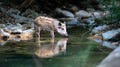 Young wild boar drinks from a clear forest stream reflecting nature Royalty Free Stock Photo