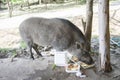 Young wild boar eating human food.