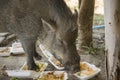 Young wild boar eating human food.