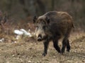 Young wild boar face to face Royalty Free Stock Photo