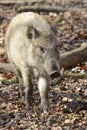 Young wild boar in the forest Royalty Free Stock Photo