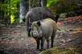 Young wild boar in forest. Royalty Free Stock Photo