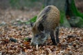 Young wild boar in the forest Royalty Free Stock Photo
