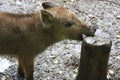 Young wild boar Royalty Free Stock Photo