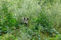 Young wild boar hiding behind buches