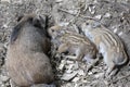 Young wild boar with mother Royalty Free Stock Photo