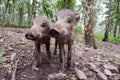 Young wild boar Royalty Free Stock Photo