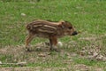 Young Wild Boar Royalty Free Stock Photo
