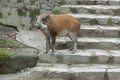 A young wild boar in Shatin Hong Kong