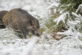 Young wild boar in snow Royalty Free Stock Photo