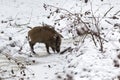 Young wild boar standing on the ice in a small stream in the woods looking for food and drink. Winter snowy landscape Royalty Free Stock Photo