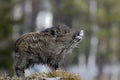 Young Wild boar, Sus scrofa, in the meadow hillock with forest in background, Czech republic, wild pig in winter