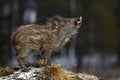 Young Wild boar, Sus scrofa, in the meadow hillock with forest in background Royalty Free Stock Photo