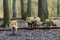 Young wild boars Royalty Free Stock Photo