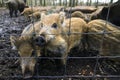 Young wild boars fence Royalty Free Stock Photo