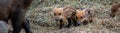 young wild boars panorama Royalty Free Stock Photo