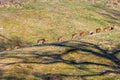 Young Wild boars piglets running in a row on a meadow Royalty Free Stock Photo