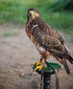 Young wild buzzard concentrates on his seat