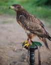 Young wild buzzard concentrates on his seat