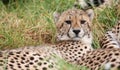 Young wild cheetah cat with beautiful spotted fur