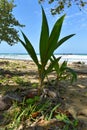 Young wild coconut seedling, coconut tree, growing in a tropical climate, in the background with blue sky and sea, Caribbean Royalty Free Stock Photo