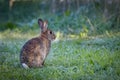 Young wild common rabbit (Oryctolagus cuniculus) sitting and alet Royalty Free Stock Photo