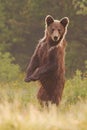 Young wild curious brown bear, ursus arctos, standing erected in upright position on rear legs.