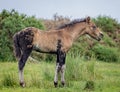 Young wild Dartmoor pony braying