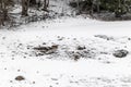 Young wild deers feeding looking for food in the snow in late winter in Switzerland Royalty Free Stock Photo