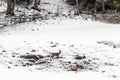 Young wild deers feeding looking for food in the snow in late winter in Switzerland Royalty Free Stock Photo