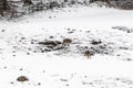 Young wild deers feeding looking for food in the snow in late winter in Switzerland Royalty Free Stock Photo