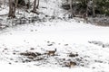 Young wild deers feeding looking for food in the snow in late winter in Switzerland Royalty Free Stock Photo