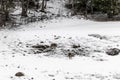 Young wild deers feeding looking for food in the snow in late winter in Switzerland Royalty Free Stock Photo