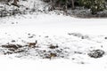 Young wild deers feeding looking for food in the snow in late winter in Switzerland Royalty Free Stock Photo