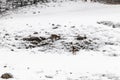 Young wild deers feeding looking for food in the snow in late winter in Switzerland Royalty Free Stock Photo