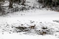 Young wild deers feeding looking for food in the snow in late winter in Switzerland Royalty Free Stock Photo