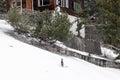 Young wild deers feeding looking for food in the snow in late winter in Switzerland Royalty Free Stock Photo