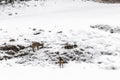 Young wild deers feeding looking for food in the snow in late winter in Switzerland Royalty Free Stock Photo