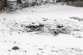 Young wild deers feeding looking for food in the snow in late winter in Switzerland Royalty Free Stock Photo