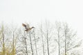 Young wild duck flying over the trees against a clear sky. Russian nature Royalty Free Stock Photo